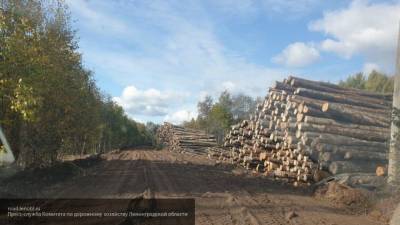 Подготовлен законопроект по пресечению незаконной вырубки лесов