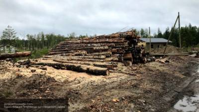 Незаконную вырубку деревьев остановит реформа лесной отрасли