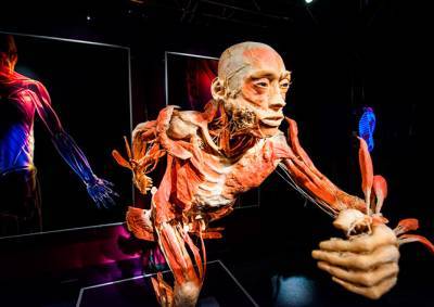 Мертвые учат живых: в Праге открылась выставка «Тело человека»