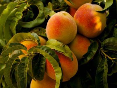 Стали известны положительные свойства персиков