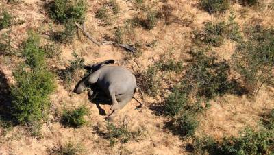 Названа причина таинственной массовой гибели слонов в Африке