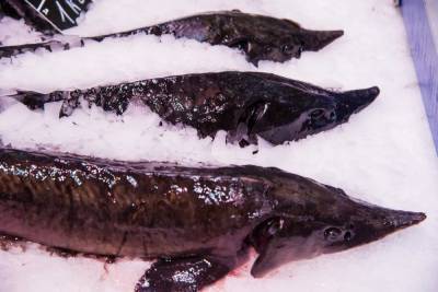Рецепт рахмановских щей из рыбы и щавеля назвали волгоградцам