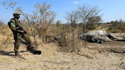 Названа вероятная причина мора слонов в Ботсване