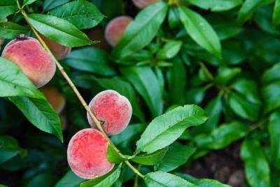 Биолог перечислил неожиданные свойства персиков