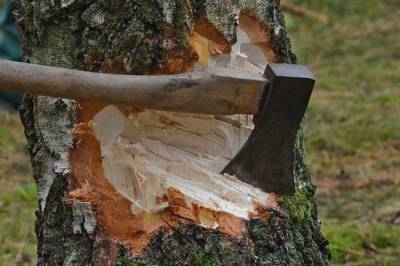 Новый законопроект покончит с нелегальной вырубкой леса в России
