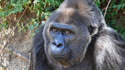 В Уганде убийцу гориллы приговорили к 11 годам тюрьмы