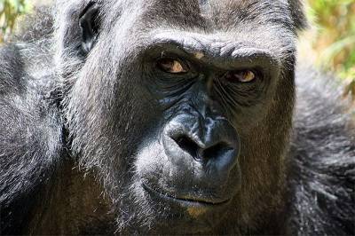 Браконьеру дали 11 лет за убийство одной из самых известных горилл Африки