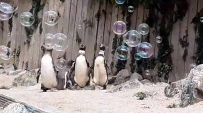 Британский зоопарк купил пингвинам машину для мыльных пузырей