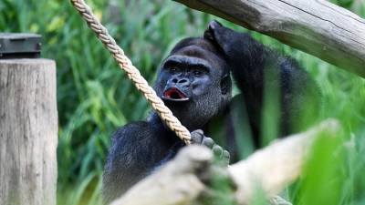 Суд в Уганде приговорил убийцу гориллы к 11 годам тюрьмы