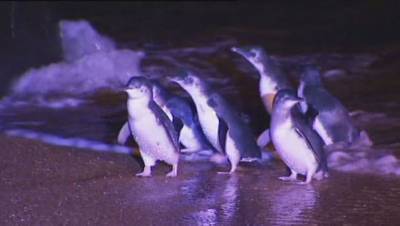 В британском зоопарке подарили скучающим пингвинам машину для мыльных пузырей