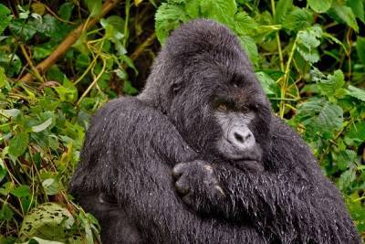 Житель Уганды получил 11 лет тюрьмы за убийство гориллы