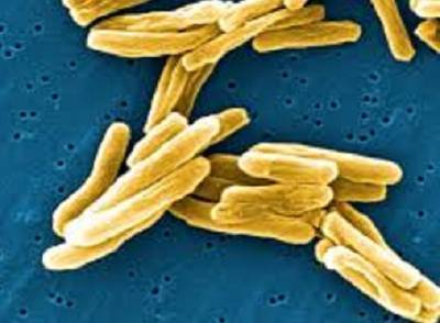 Туберкулёзную палочку научились убивать с помощью встроенной «системы самоуничтожения»