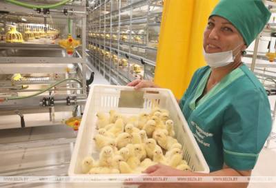 Модернизированные птичники «Белоруснефть-Особино» вдвое увеличат мощности по производству мяса