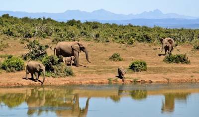 Специалисты назвали причину массовой гибели слонов в Африке