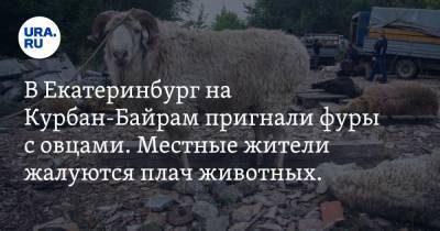 В Екатеринбург на Курбан-Байрам пригнали фуры с овцами. Местные жители жалуются плач животных. ВИДЕО