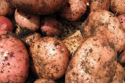 В Хабаровском крае фермеры увеличат урожай картофеля в этом году