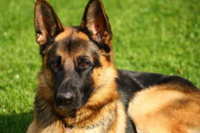 В США умер первый пес, у которого обнаружили COVID-19