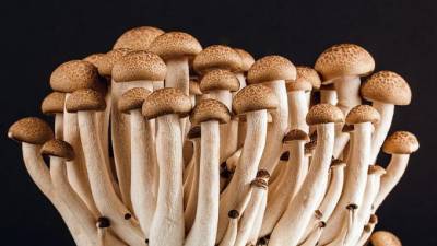 "Роскачество" рассказало о мерах предосторожности при сборе грибов