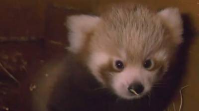 ВИДЕОФАКТ: Редкая красная панда родилась в Берлинском зоопарке