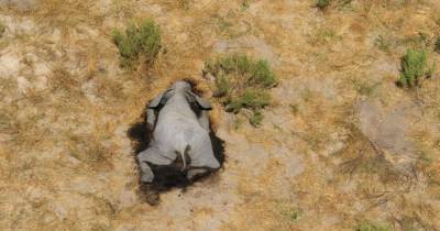 Названа возможная причина загадочных смертей слонов в Ботсване
