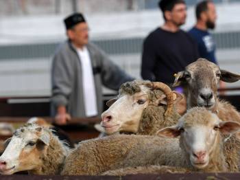 Ташкентцы подсчитали, насколько за год поднялись цены на баранов