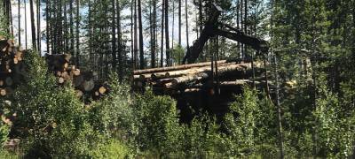Проезжавшие по лесу жители Карелии украли спиленные деревья