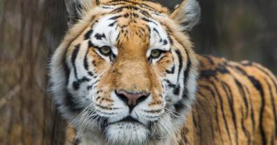 В Калининградском зоопарке тиграм дали новые игрушки из сена и мешковины (видео)