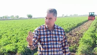 В 2020 году Туркменистан закупил десятки миллионов тон картофеля и лука