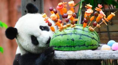 ФОТОФАКТ: Гигантские панды празднуют день рождения
