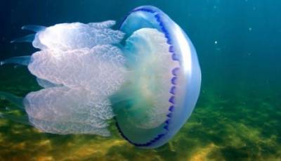 Побережье Азовского моря снова атаковали медузы: появились впечатляющие видео