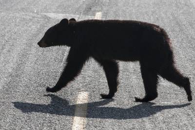 Голодный медведь вышел на трассу в Сочи (видео)