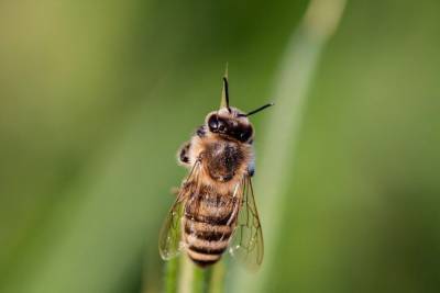 300 пчелиных маток ввезли в Псковский регион