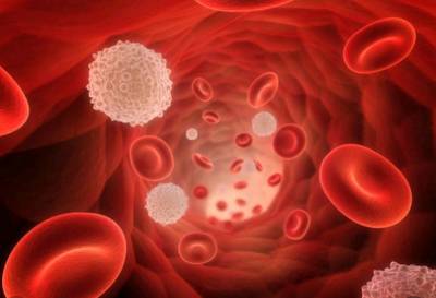 Ученые: Уровень железа в крови влияет на продолжительность жизни