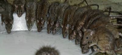 В Карелии оштрафовали детсад, не отслеживающий численность крыс и тараканов