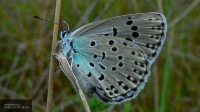 Ученые доказали отсутствие "эффекта бабочки" в квантовом мире