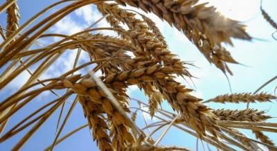 Украина фиксирует спад экспорта зерновых
