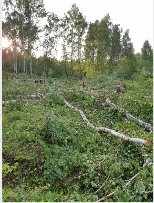 Десант чиновников поедет успокаивать челябинцев из-за вырубки леса на Тополиной аллее