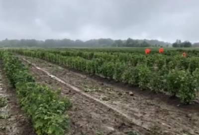 Несмотря на ненастную погоду: чем сельхозпредприятия Ленобласти дождливым летом занимаются