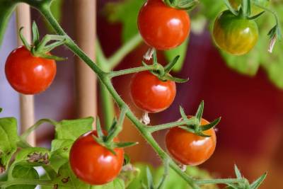 Партия томатов из Белоруссии оказалась заражена растением-вредителем