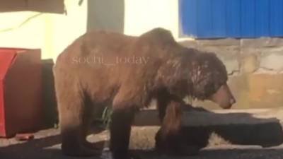 Медведь зашел в гости к сотрудникам ГИБДД в Сочи