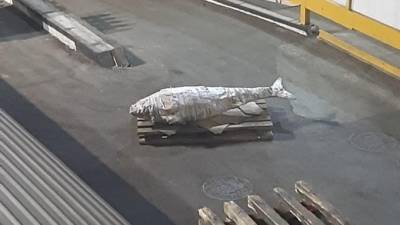 На Дальнем Востоке поймали огромного тунца весом под 200 кг