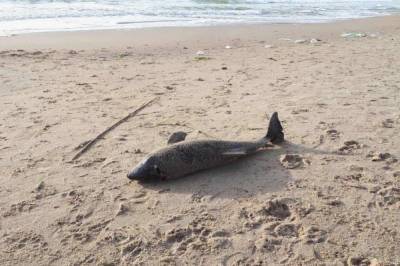 На одесский пляж, около которого затонул танкер Delfi, волнами вынесло мертвого дельфина (видео)