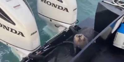 Мужчина на Аляске снял, как выдра спаслась от косатки на его лодке