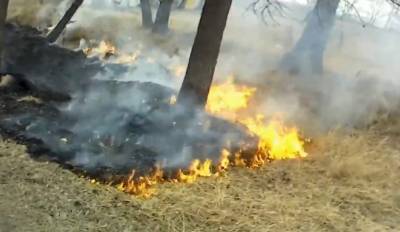 Огонь охватил Киевщину: спасатели делают все, что могут