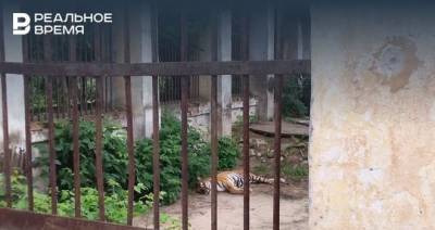Посетители казанского зоопарка сообщили о смерти тигра
