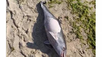 Затонувший танкер Delfi: у места происшествия нашли мертвого дельфина