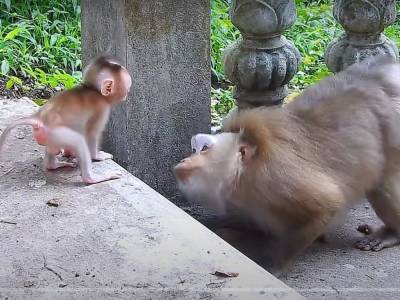 Мохнатая обезьяна трогательно показала любовь к своему малышу