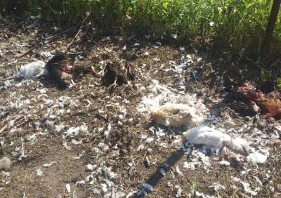 В Рязани бродячие собаки разорвали более 70 кур
