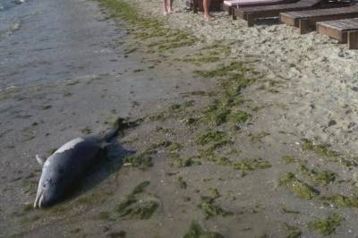 В Одессе возле затопленного танкера "Делфи" нашли погибшего дельфина