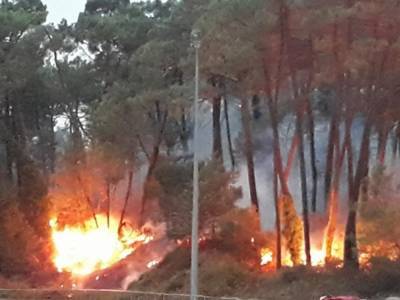За ночь во Франции сгорели 165 гектаров соснового леса